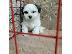 PoulaTo: Ανδρικά και θηλυκά κουτάβια Shih tzu